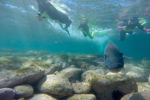 Manly And Shelly Beach Snorkeling Tour - Accommodation Brisbane 0