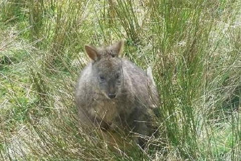 Leven Canyon Day Trip Including Wings Wildlife Park Or Gunns Plains Caves - Accommodation Brisbane 3