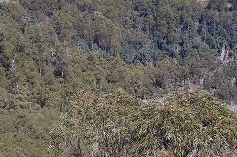 Leven Canyon Day Trip Including Wings Wildlife Park Or Gunns Plains Caves - Accommodation Brisbane 4