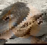 Kangaroo Island Scenic Trail Tour - Accommodation Brisbane