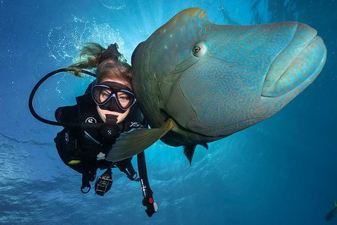 Great Barrier Reef Snorkeling And Diving Cruise From Cairns - Accommodation Brisbane 0