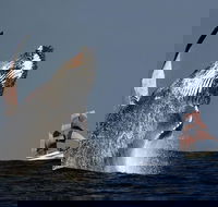 Sydney Harbour Tall Ship Whale  Sail - Whale Watching Cruise - Accommodation Brisbane