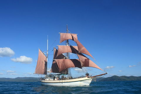 Sydney Harbour Tall Ship Whale & Sail - Whale Watching Cruise - Accommodation Brisbane 1
