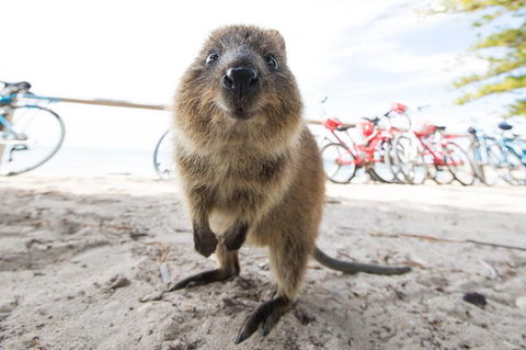 Rottnest Island Round-Trip Ferry From Perth Or Fremantle - Accommodation Brisbane 3