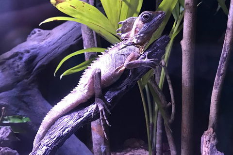 Cairns Aquarium Admission Ticket - Accommodation Brisbane 0