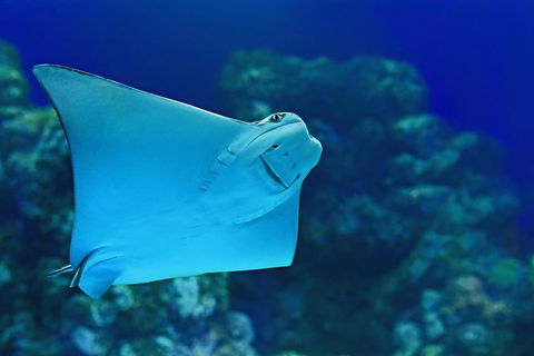 Cairns Aquarium Admission Ticket - Accommodation Brisbane 2