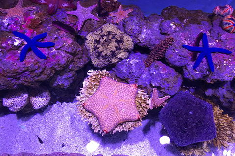 Cairns Aquarium Admission Ticket - Accommodation Brisbane 5