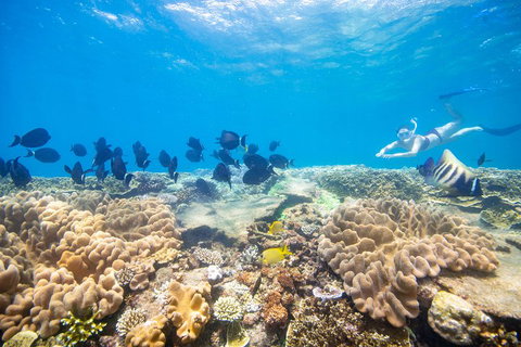 Outer Reef Pontoon Experience From Cairns - Accommodation Brisbane 4