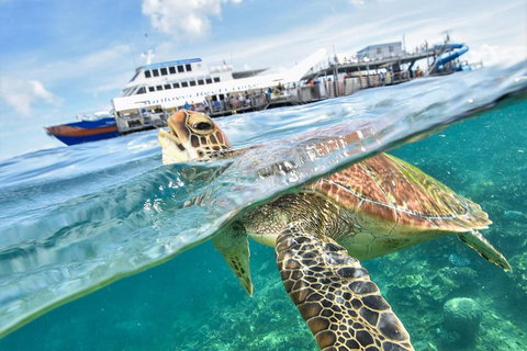 Outer Reef Pontoon Experience From Cairns - Accommodation Brisbane 5