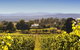 Josef Chromy Wines Winery Tour Including Tasting And Lunch - thumb 4