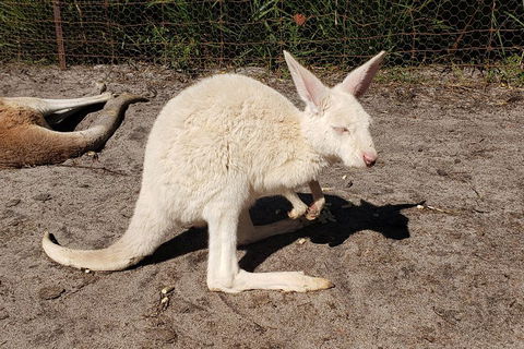 Very Best Of Perth Tour - Wildlife Park & City Highlights Tour - Accommodation Brisbane 3
