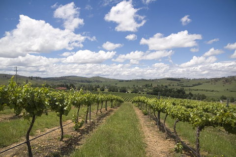 Hunter Valley Wine Tour From Sydney Incl Lunch, Cheese, Chocolate And Distillery - Accommodation Brisbane 0