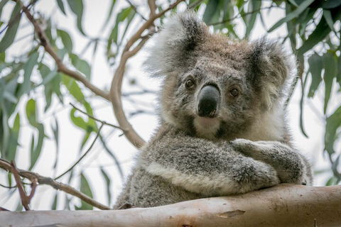 Great Ocean Road & Grampians National Park Tour - 3 Days, 2 Nights - Accommodation Brisbane 2